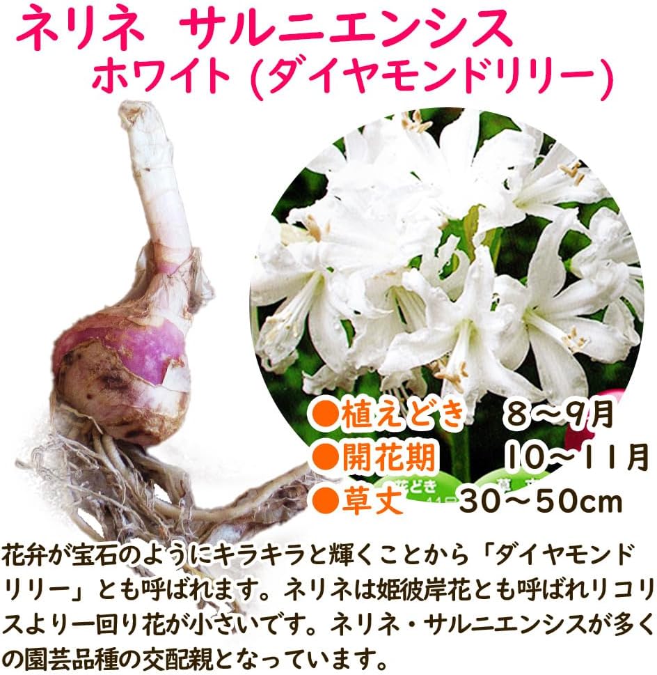ネリネ ホワイト 球根 【５球】 」 ダイヤモンドリリー サルニエンシス 姫彼岸花 ヒメヒガンバナ 球根 宿根 【膜】 ガーデニング