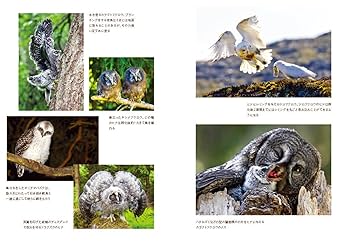 スベトラーナ　森の中の少女とフクロウ スベトラーナ 森の中の少女とフクロウ