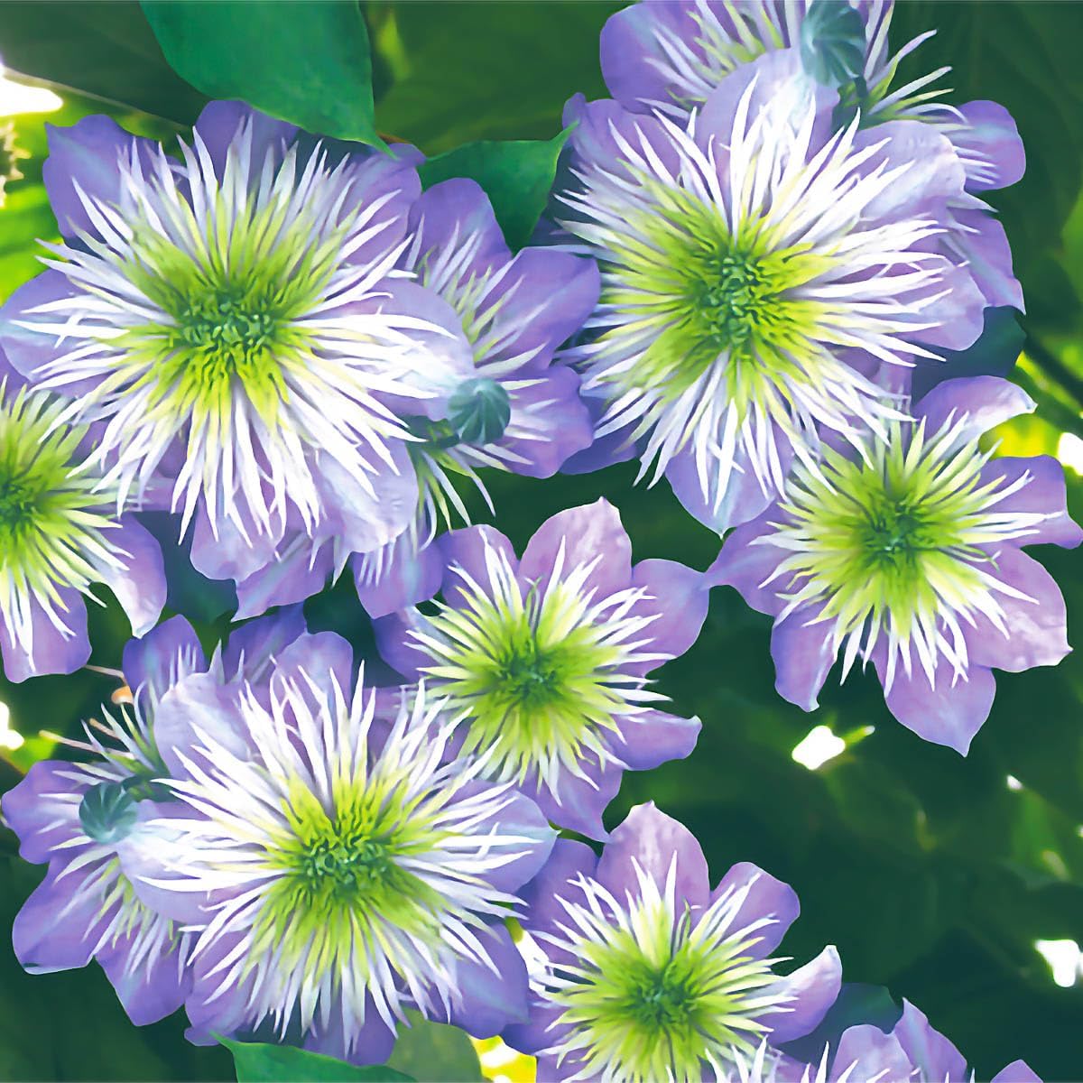 GARDENS ALIVE! - Crystal Fountain Purple Flowering Clematis Vine Dormant Bare Root Perennial Starter Plant, One Plant per Offer