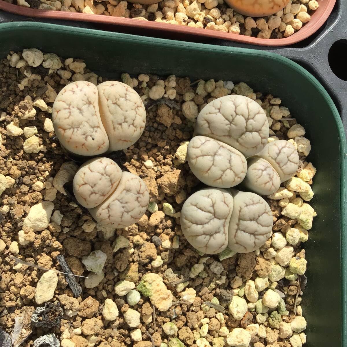 Amazon.co.jp: 種子30粒 C188 リトープス 雲映玉 Lithops werneri