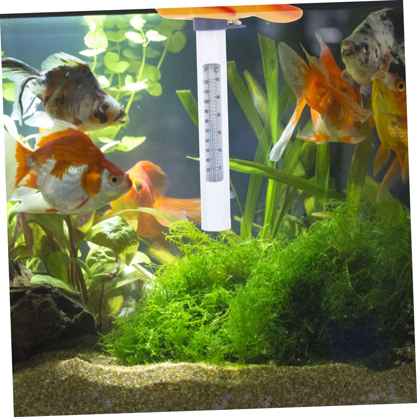 Sosoport 5pezzi Termometro Galleggiante Per Piscina Forma Di Pesce Termometro Per Temperatura Con Display Duale Fahrenheit e Celsius Giocattolo Da Bagno Adorabile Per Design e Divertente