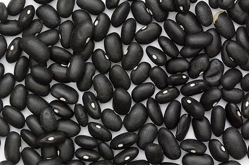 Semillas de tortuga negra, marca Bean COOL BEANS N SPROUTS de 25 unidades. Jardinería doméstica.