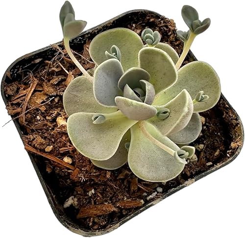 Miniatura 7 de USKC Cactus vivos y plantas suculentas (maceta Titanopsis Calcarea) de 2 pulgadas)