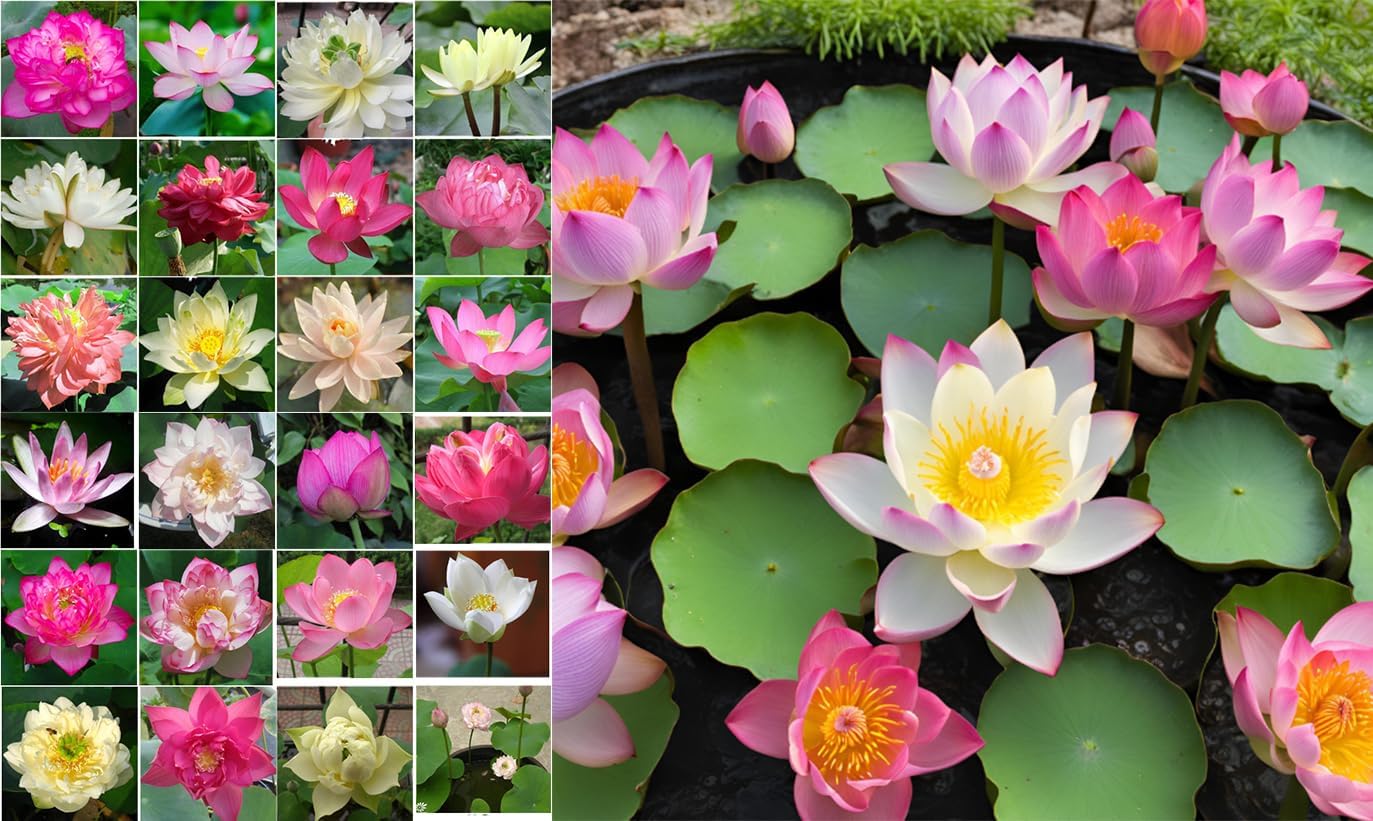 50 Sacred Lotus Seeds for Planting in Water Mixed Flower Color Pink Red White Yellow Multicolor Aquatic Nelumbo nucifera Bonsai Bowl Lotus Seed Ponds Water Feature Gardens Water Lily (50, Lotus Seed)