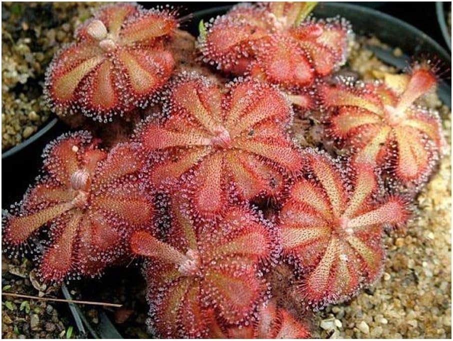 Exotic Plants Drosera venusta Tsitsikama - elegant sundew - 10 seeds