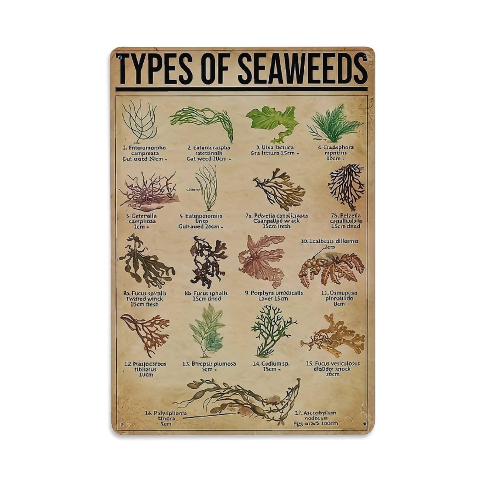 Jdfenggu Vintage Types Of Seaweeds Illustrated Chart Retro Metal Tin Sign, Decor Art Poster For Bar, Home, Man Cave, Kitchen, Laundry Room Gift 8X12inch