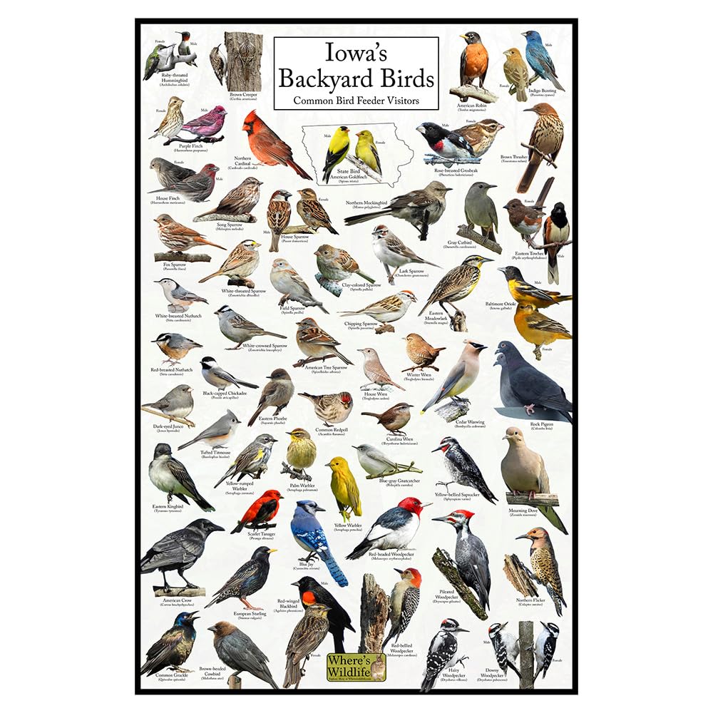 Where's Wildlife Iowa's Backyard Birds Poster - Iowa Bird Watching Chart Highlighting Birds At Your Bird Feeder (24" x 36")