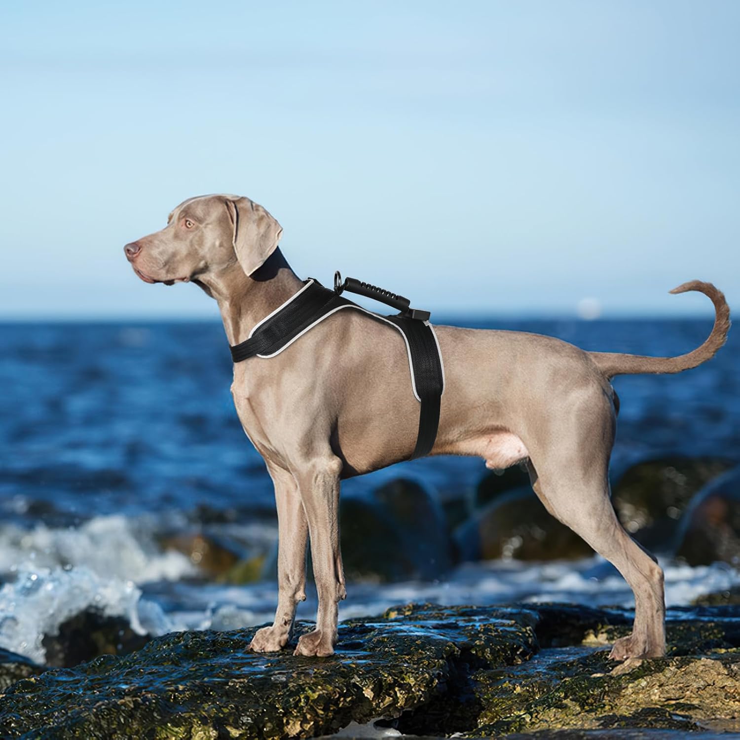 MASBRILL Light Up Dog Harness - LED Dog Harness, Adjustable, Rechargeable, No Pull, For Small to Large Dogs