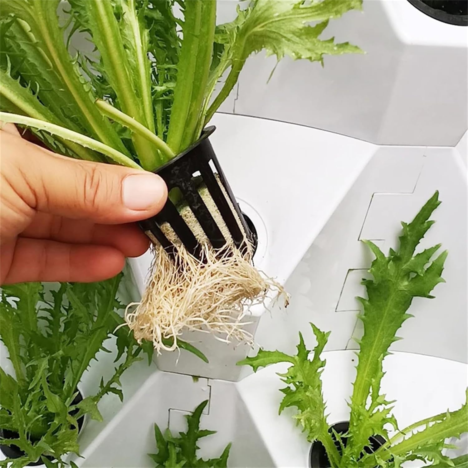 Hydroponic Growing System, Plant Hydroponic System, Outdoor Indoor Vertical Garden, Home Gardening System for Indoor Herbs, Fruits and Vegetables(Size:8Tiers,Color:White)