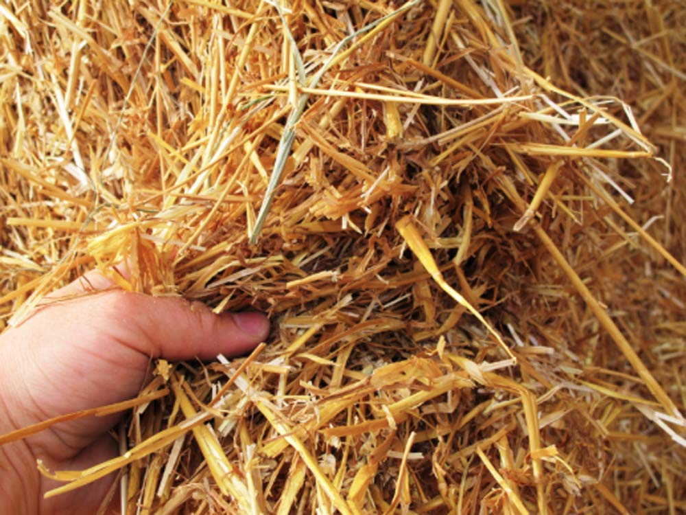 Paddy Straw Nesting Material Flex for Bird, Hamsters, Rabbits, Cats (300gm) (B09LSK4PZ4) Amazon Price History, Amazon Price Tracker