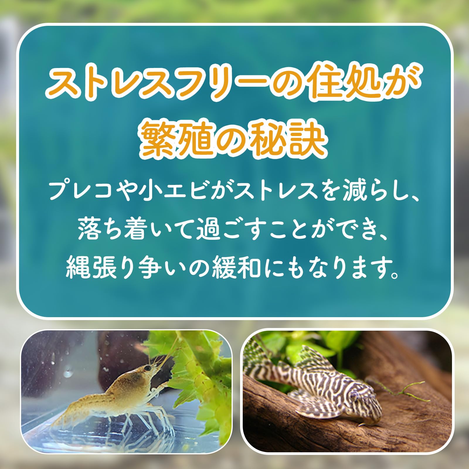 Amazon | Livify plus 水槽 隠れ家 産卵筒 産卵床 産卵 土管 筒