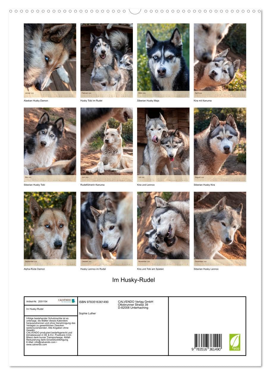 Im Husky-Rudel (Wandkalender 2026 DIN A2 hoch), CALVENDO Monatskalender: Eine charakteristische Bilderserie, die das friedvolle und spielerische ... von Huskies dokumentiert. (CALVENDO Tiere)