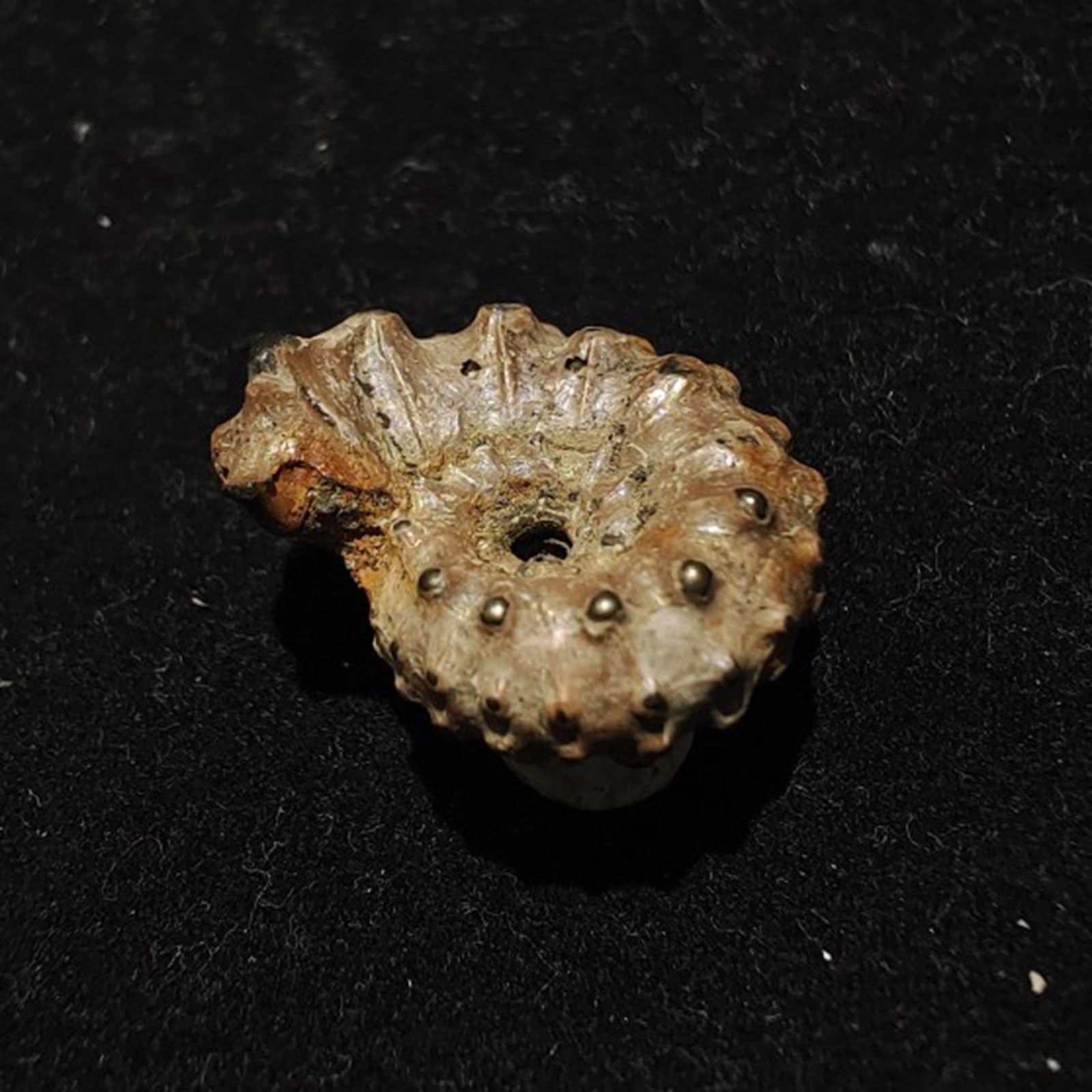 Fossile d'ammonite Naturel de paléontologie pour Collections de fossiles et à des Fins éducatives 23MM