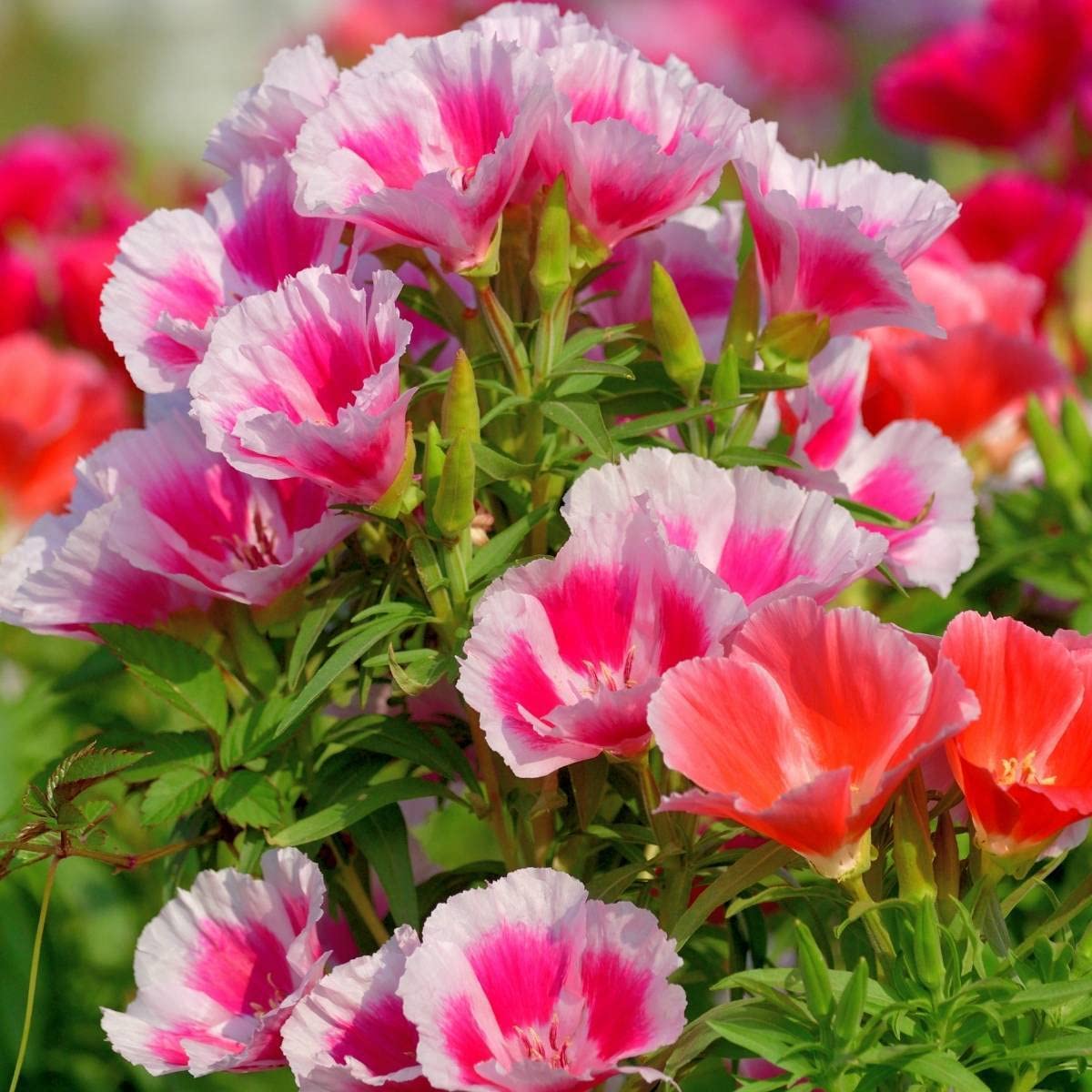 Godetia Hybrid Flower Seeds for Winter Home Gardening Pack of 50 Seeds By Zabbus (B0BRN7FQ8B) Amazon Price History, Amazon Price Tracker