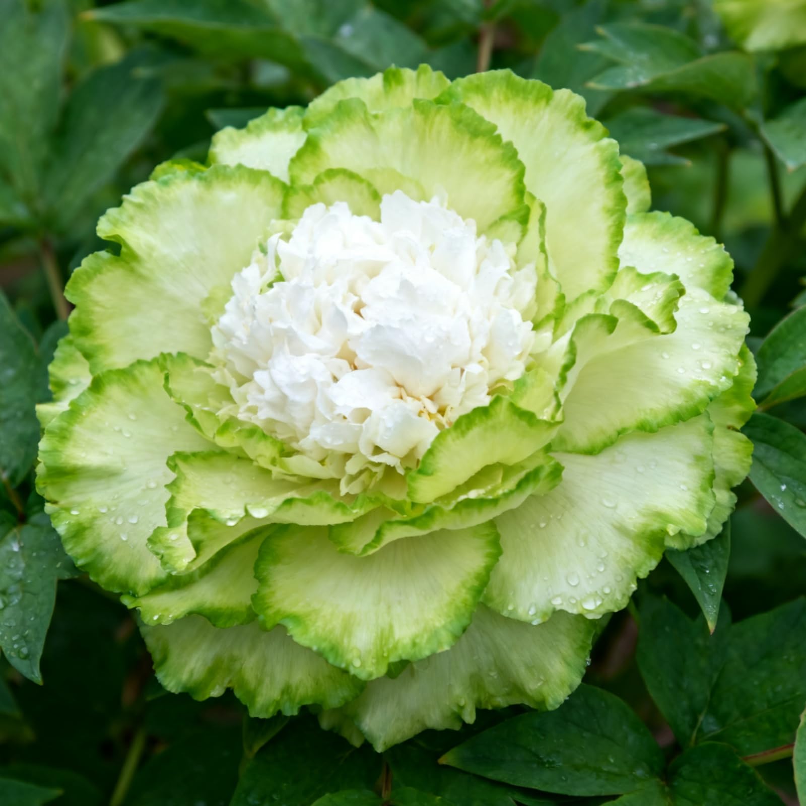 Pfingstrosen winterhart Mehrjährige pfingstrosen rhizome-Gartenpflanzung-Seltene Pfingstrosensträucher-Gartenbauliche Exzellenz-2 Rhizome-C