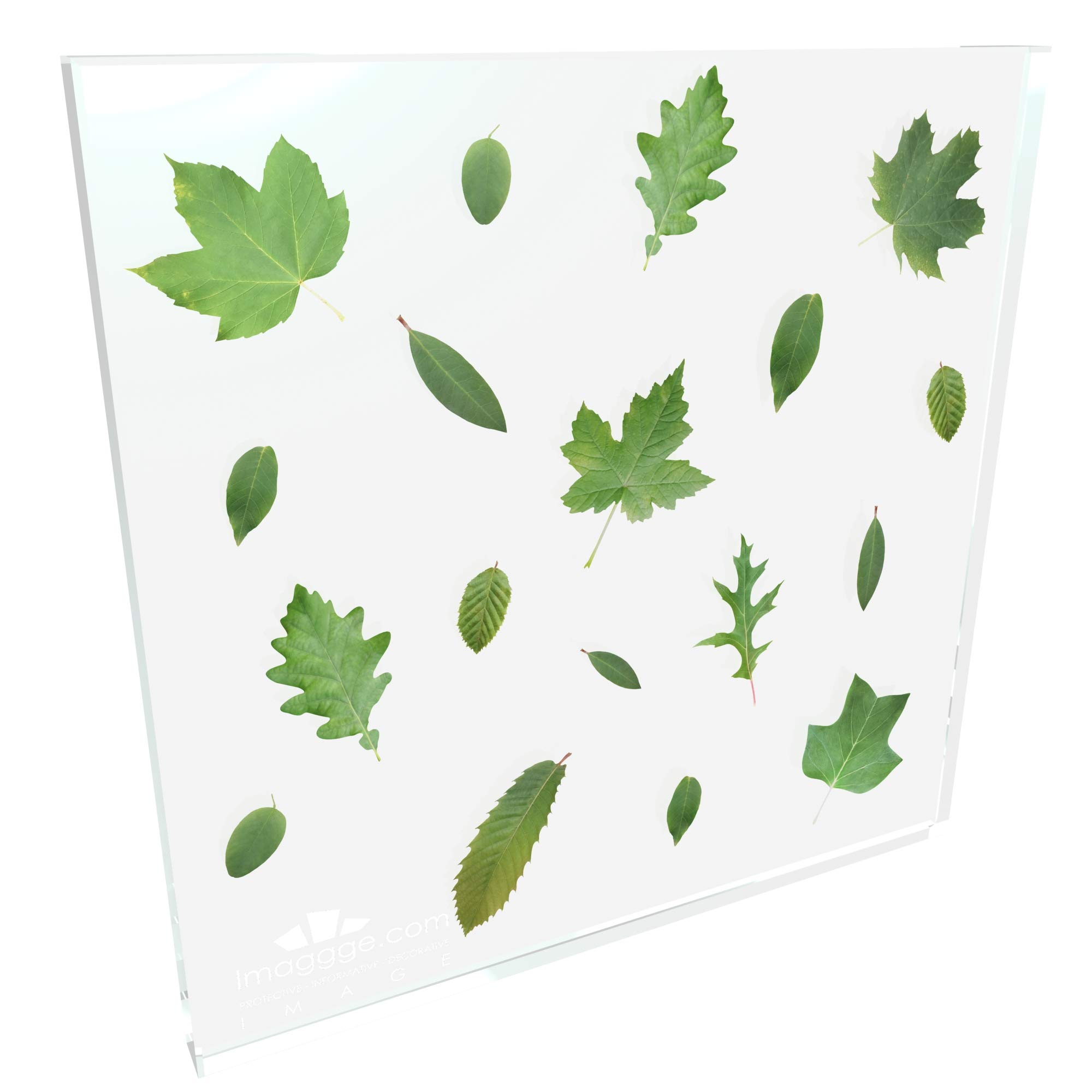 Set di 18 Adesivi a Forma di Foglie di Albero per Ogni Superficie, Decorati su pareti, prevenendo Colpi di Bambini e Uccelli sulla Finestra - Traslucidi - 3X
