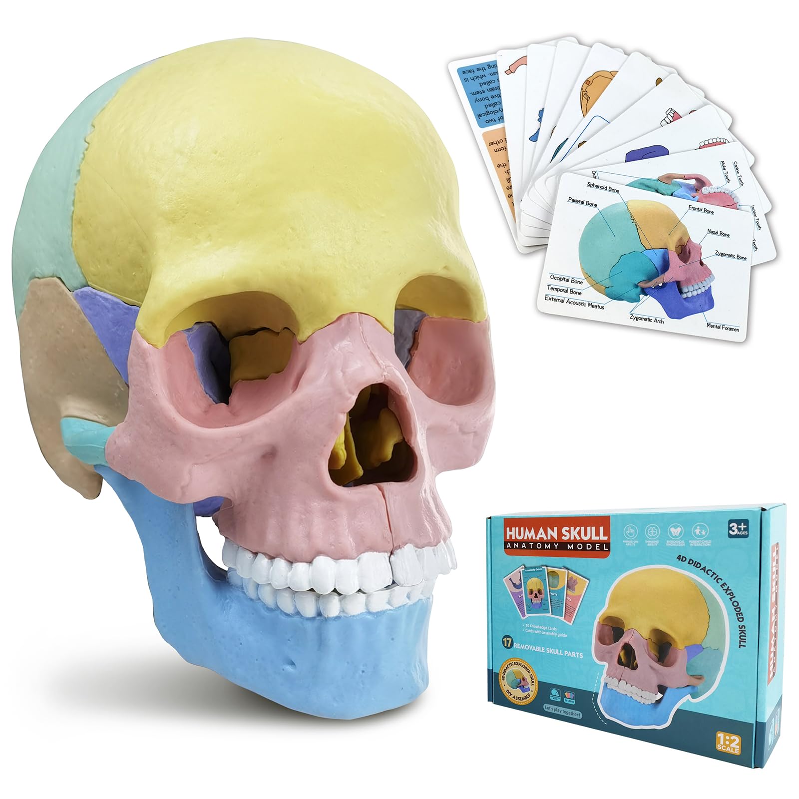 HADWYN Anatomy Skull Model, 17 Part Puzzle of Human Anatomy Skull for Teaching Equipment