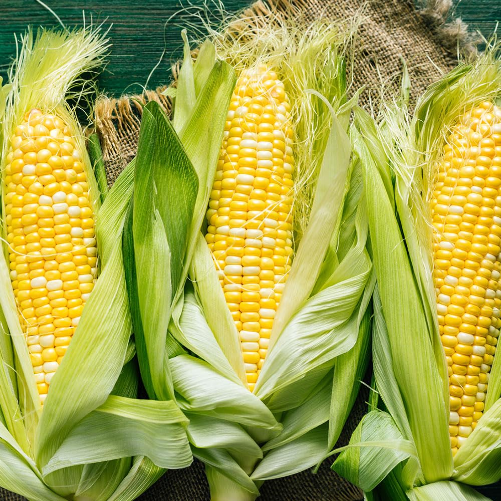 Sweet Corn Amaize F1 Seeds – Bred for a Perfect Taste & Texture – for Your Beautiful Kitchen Garden