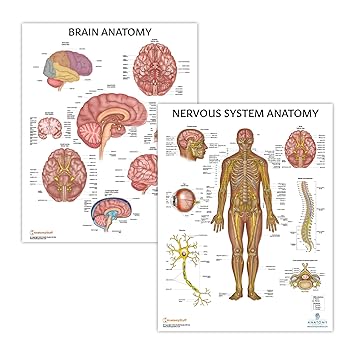 2 PACK Nervous System and Brain Anatomy Poster Set, LAMINATED, Anatomy and Physiology, 17.3 x 22.5 Inches, Body System Diagram, Anatomical Charts for Education Learning and Students