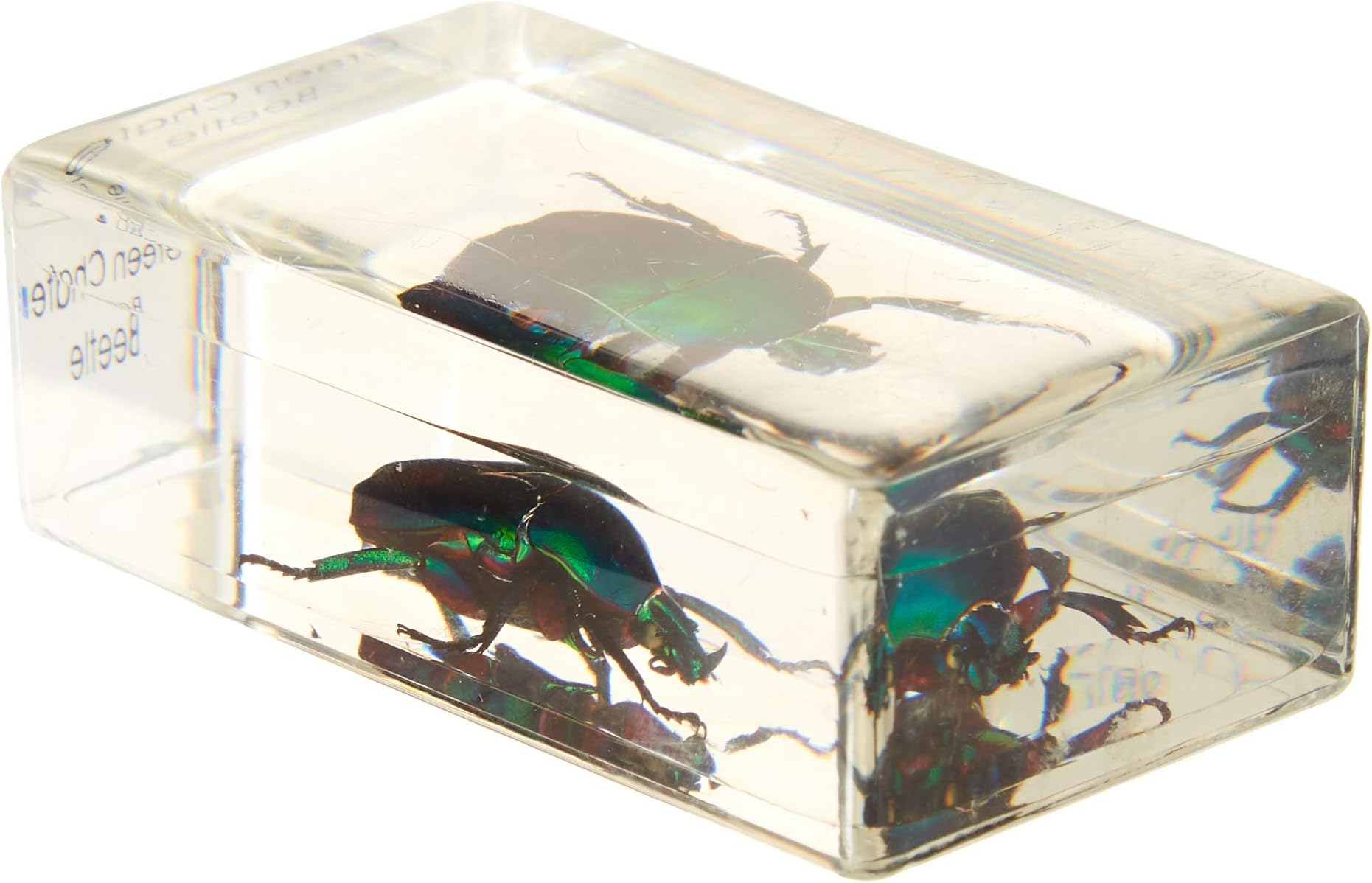 Lucite Treasures Green Rose Chafer Beetle Paperweight