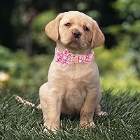 Vista 2 de Daisy - Collar de perro con corbatín de flores, suave y cómodo, collar de perro de algodón ajustable duradero para perros pequeños, medianos