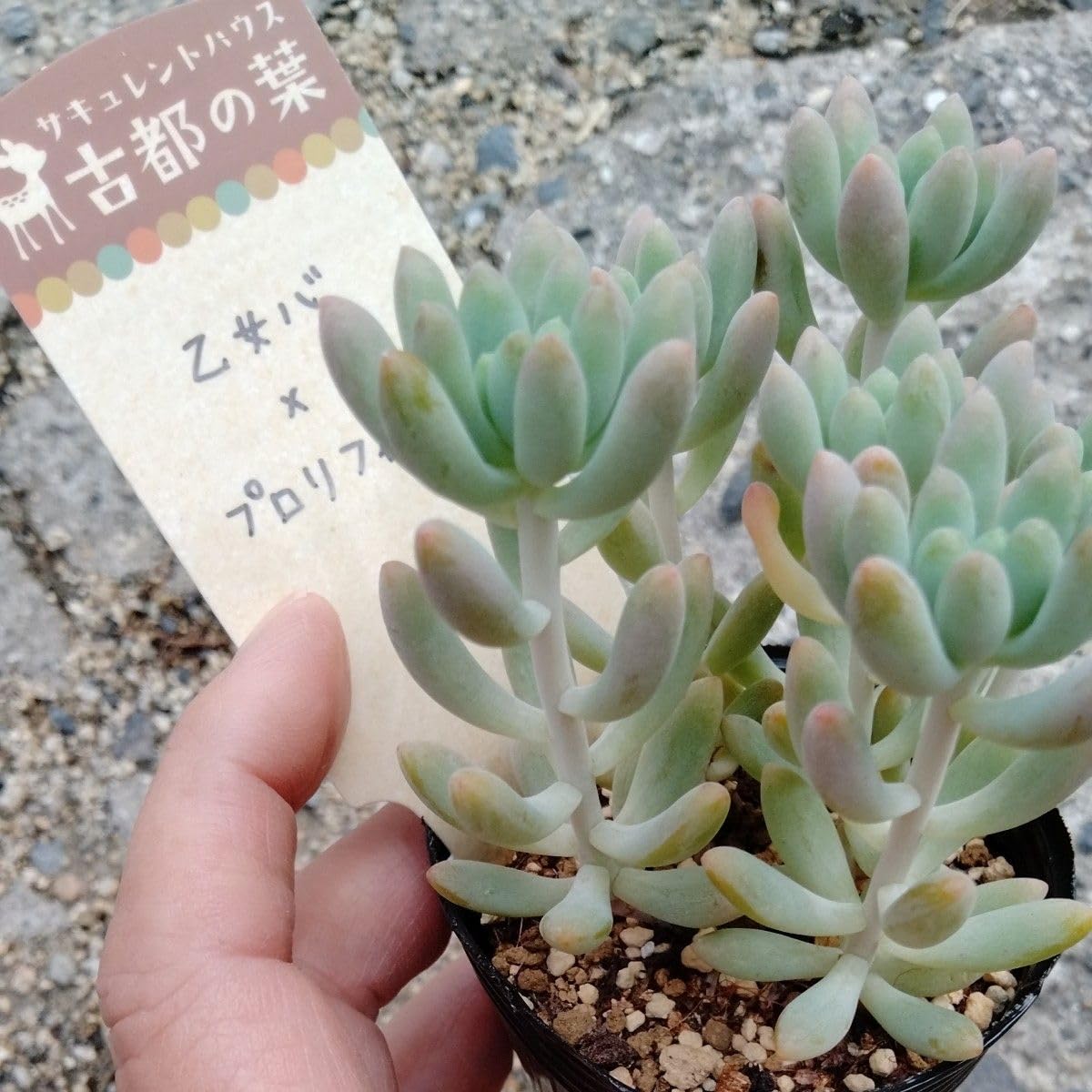 Amazon｜多肉植物 古都の葉苗札付き正規品小桃いろは、乙女心x