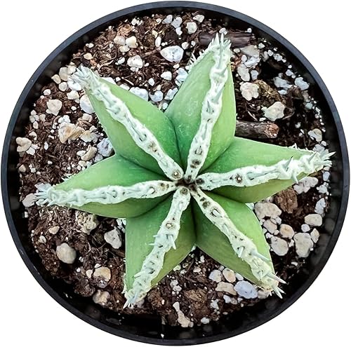 Miniatura 2 de Sprout N Green Cactus mexicano para valla  Pachycereus marginatus, planta de cactus vivos de 4 a 6 pulgadas de alto, decoración de oficina para el