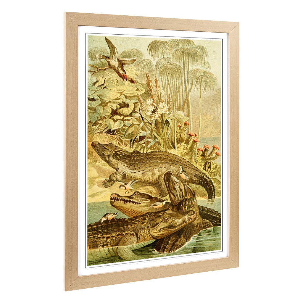 Big Box Art Framed Print of Vintage Brehms Tierleben 1893 Nile Crocodile Design | Wall Art Picture | Home Decor for Kitchen, Living Room, Bedroom, Hallway, Oak, A2 / 24.5x18 Inch / 62x45cm