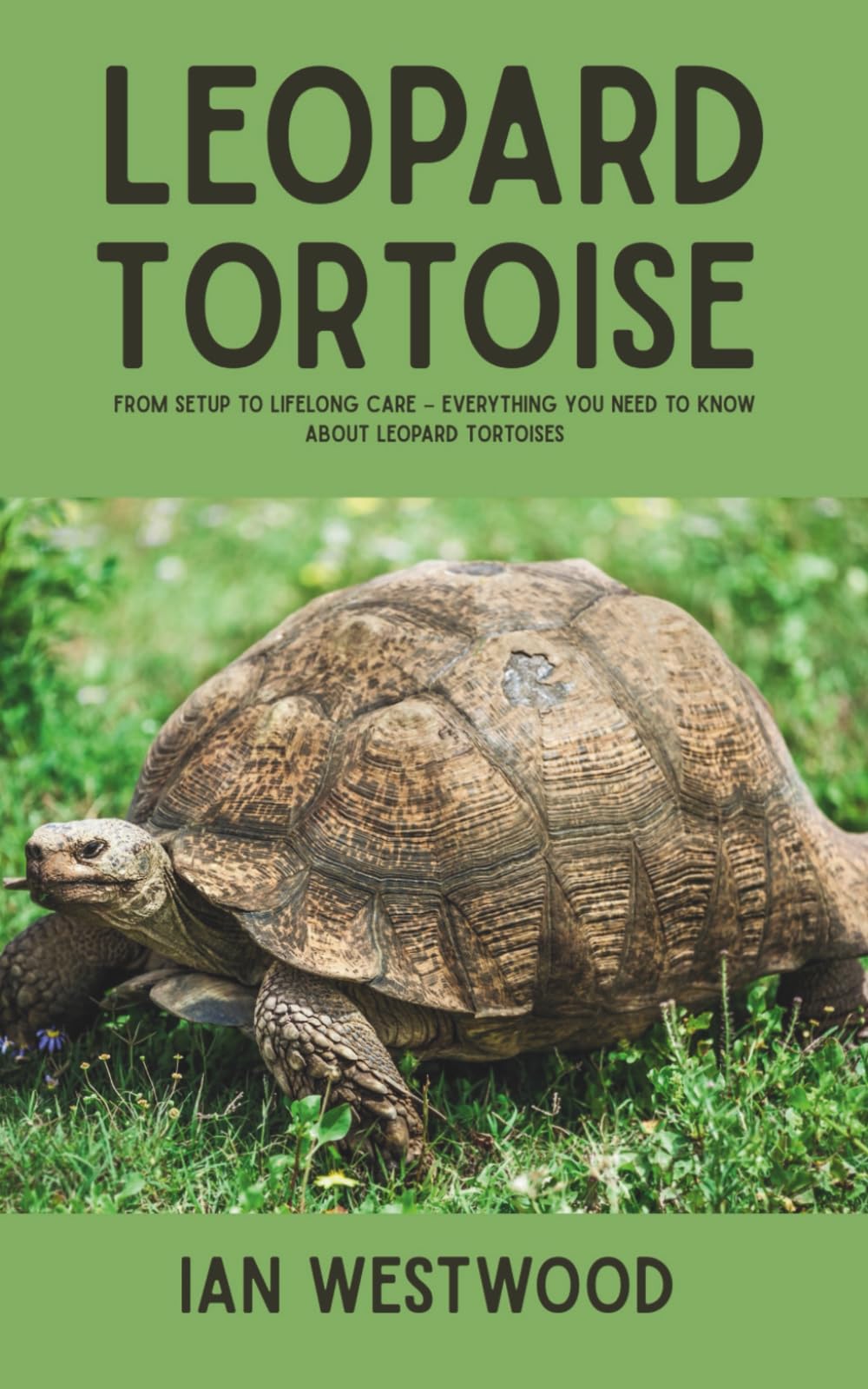 Leopard Tortoise: From Setup to Lifelong Care – Everything You Need to Know About Leopard Tortoises