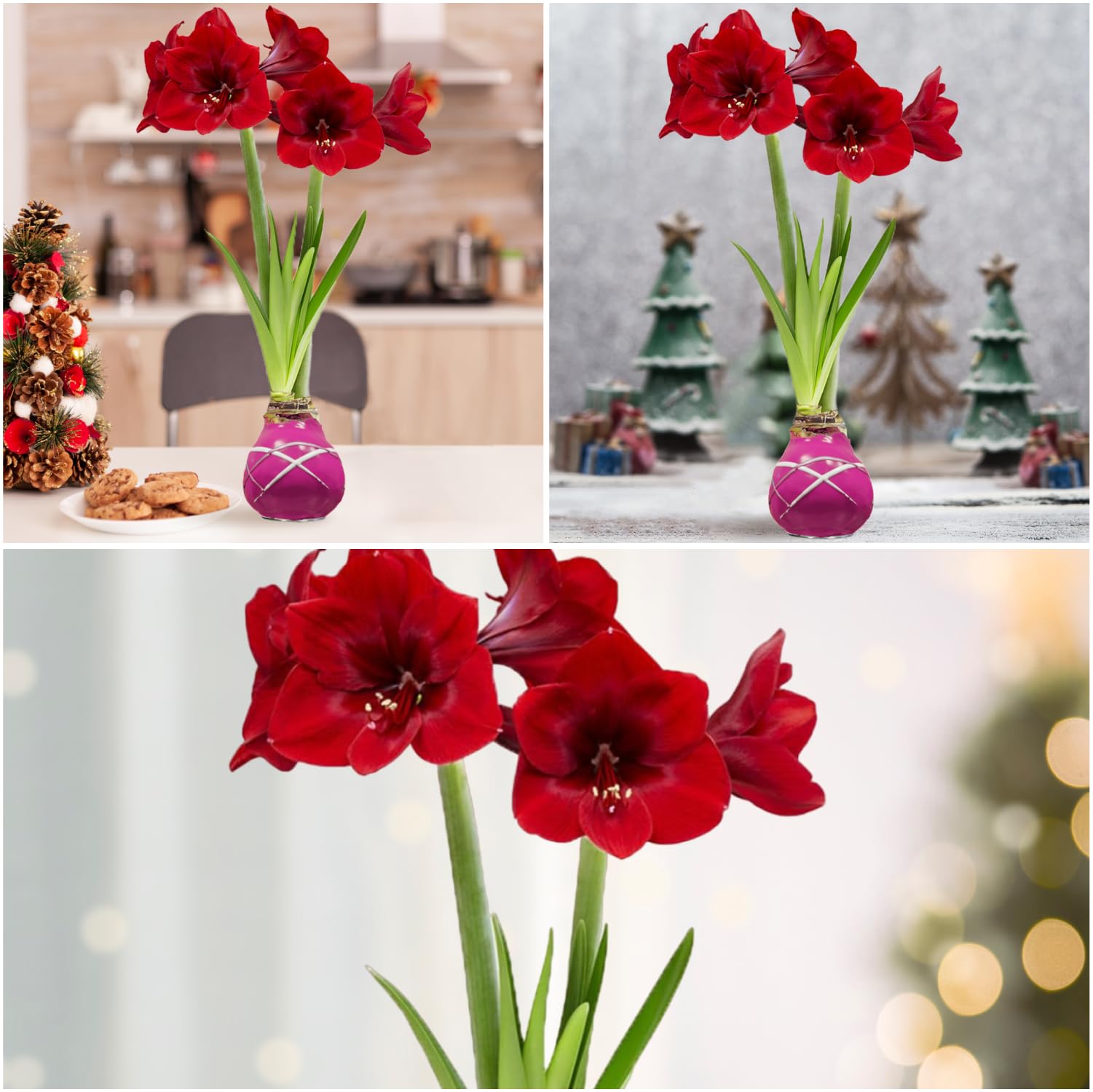 Cera Amaryllis cipolle strisce viola – Cerata aryllis 28/30 grande formato | 2 pezzi | cerato/cera | senza irrigazione | Piante da appartamento olandese - Hippeastrum (senza vetro, vaso e