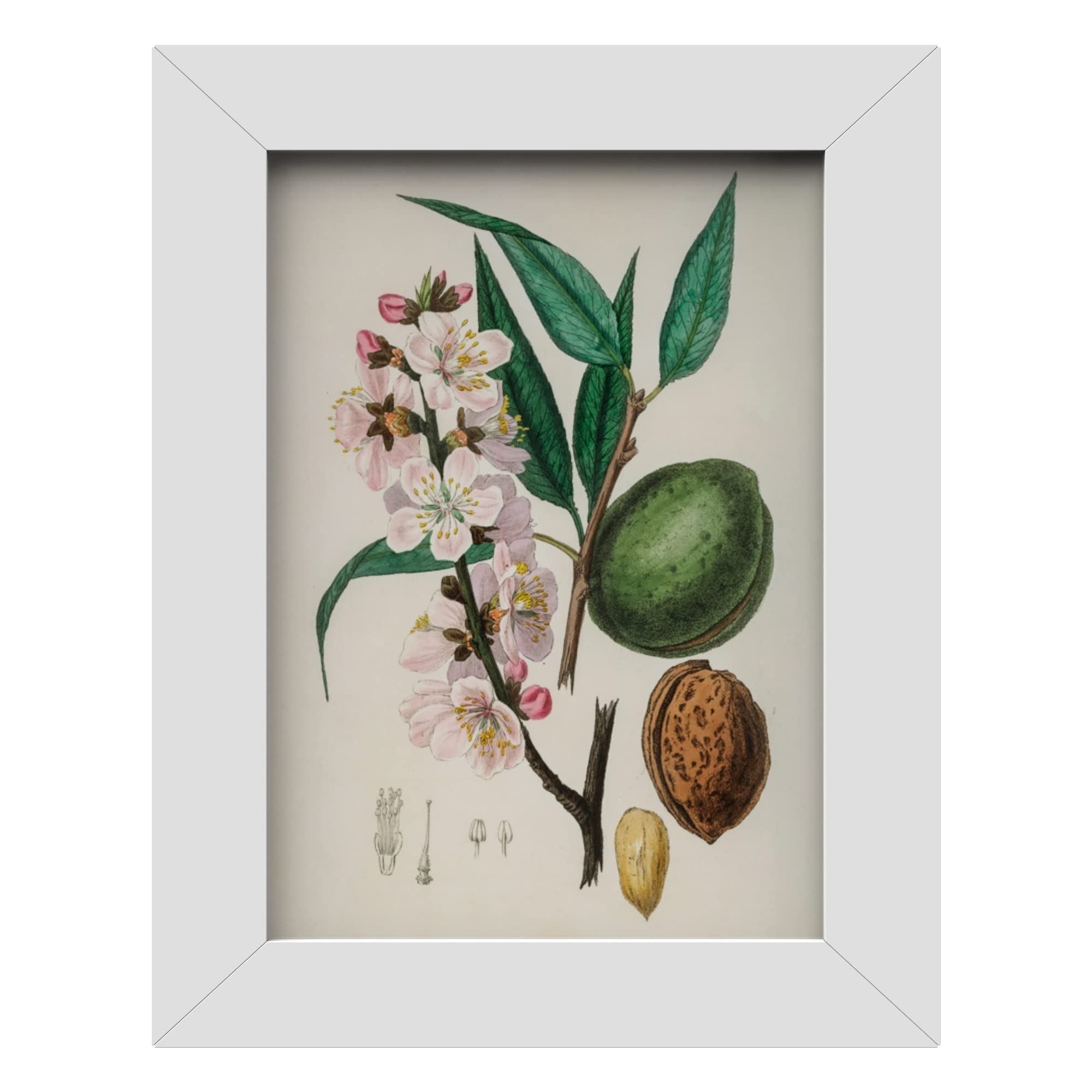 MH Traders White A3 Picture Frame - Wall Mounted Photo Frame for Pictures Posters & Certificates - 30 x 42 CM A3 Size Compact Picture Frames
