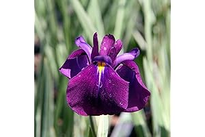 CHUXAY GARDEN Japanese Iris Ensata Plant Seed