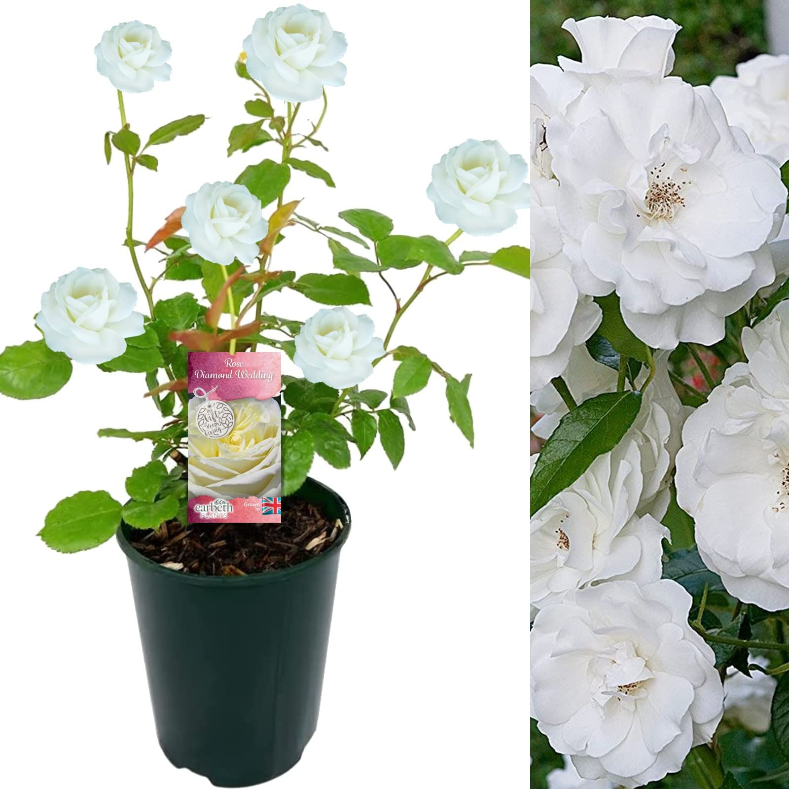 Carbeth Plants Diamond Wedding Anniversary Rose Gift Wrapped in 3L Pot - Pure White 60th Anniversary Rose - Perfect for Loved Ones & Special Occasions