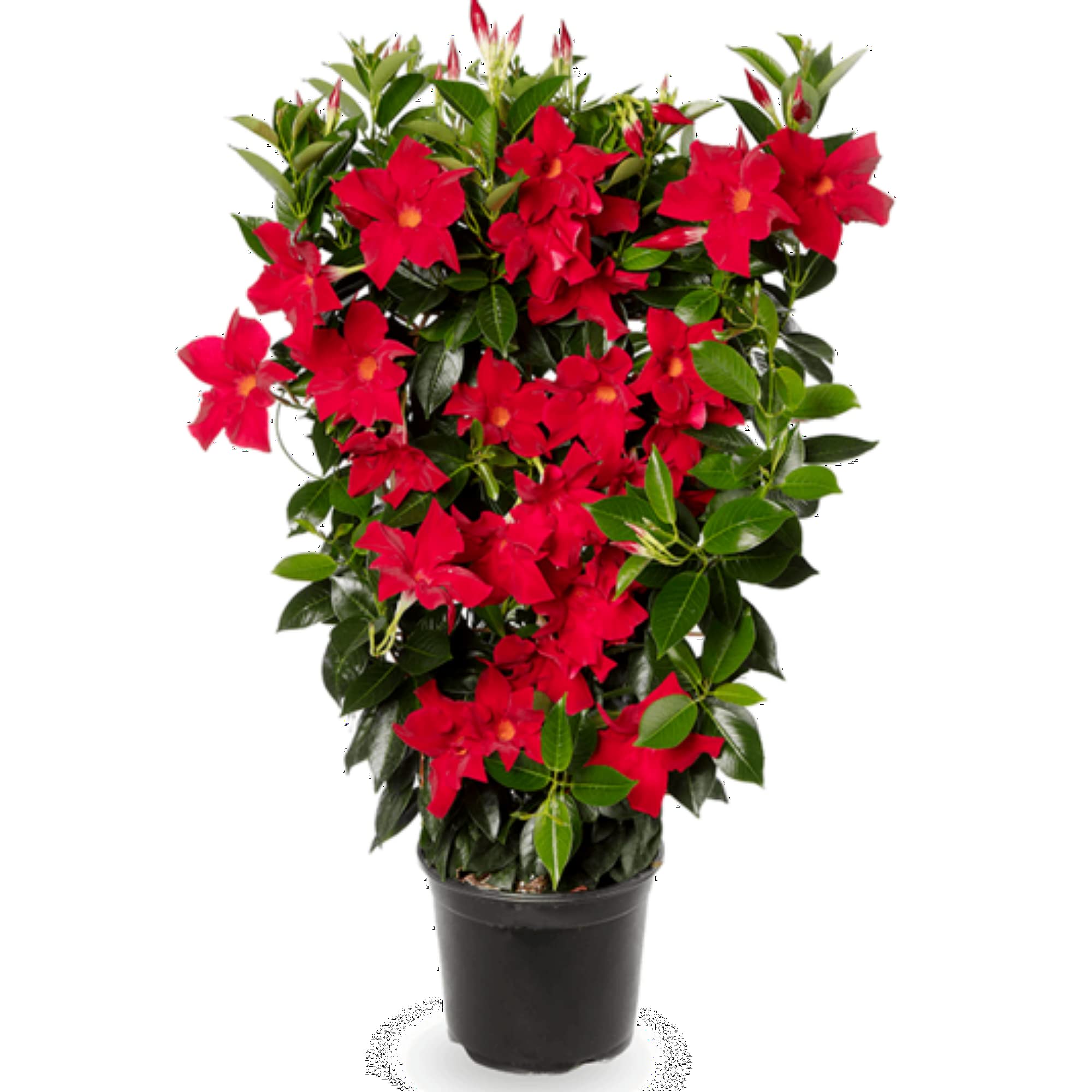 See full amazon price history chart for Guruji Plantation Mandevilla Plant Garden Live Plant Nursery Outdoor Living Plant (Red) Guruji Plantation Mandevilla Plant Garden Live Plant Nursery Outdoor Living Plant (Red) (B0BTJ66KSF) Amazon Price History, Amazon Price Tracker
