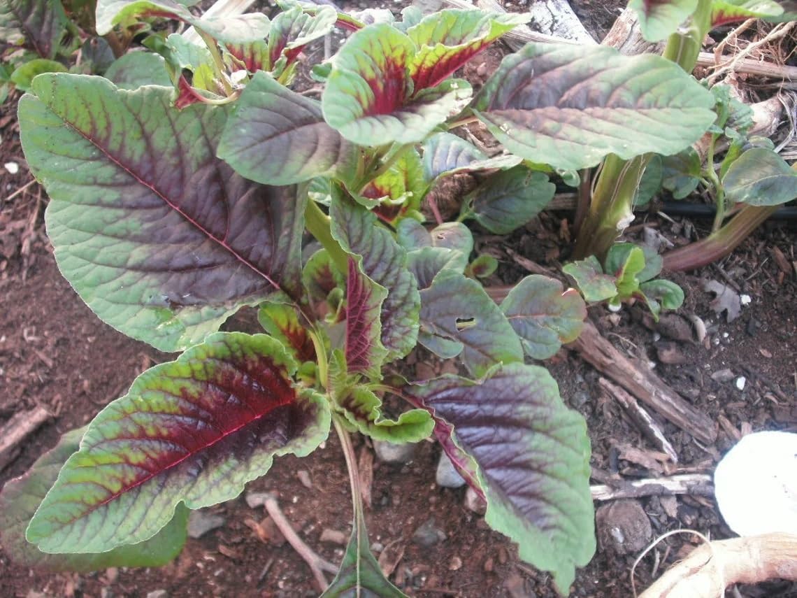 WILLVINEWillvine Amaranth Red Stripe-DXL-4Q