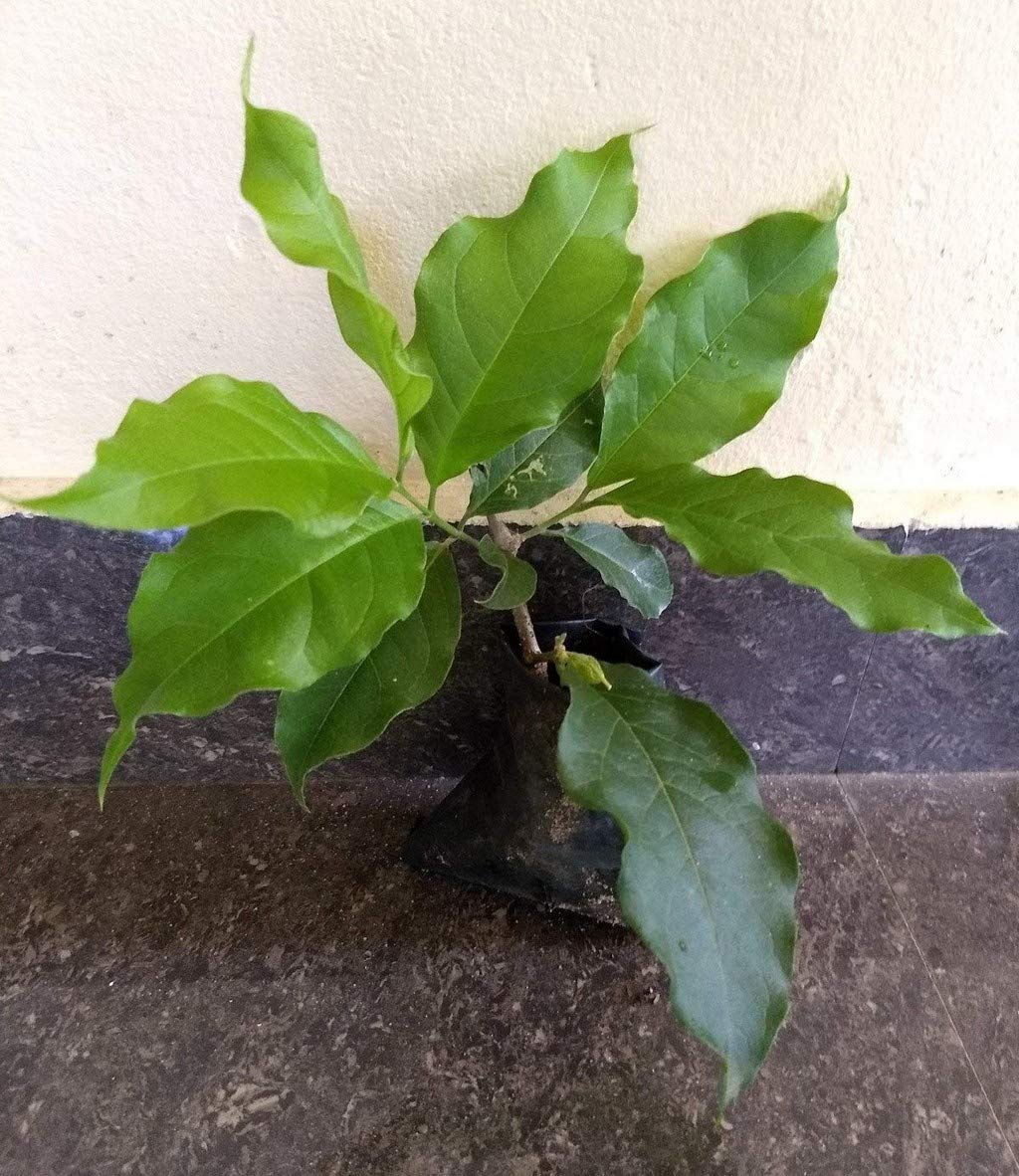 OhhSome Live Dwarf Plant Silver Peanut Butter Fruit Malpighia Argentea Jacq Native to West Indies Trees Garden Plant(1 Healthy Live Plant)