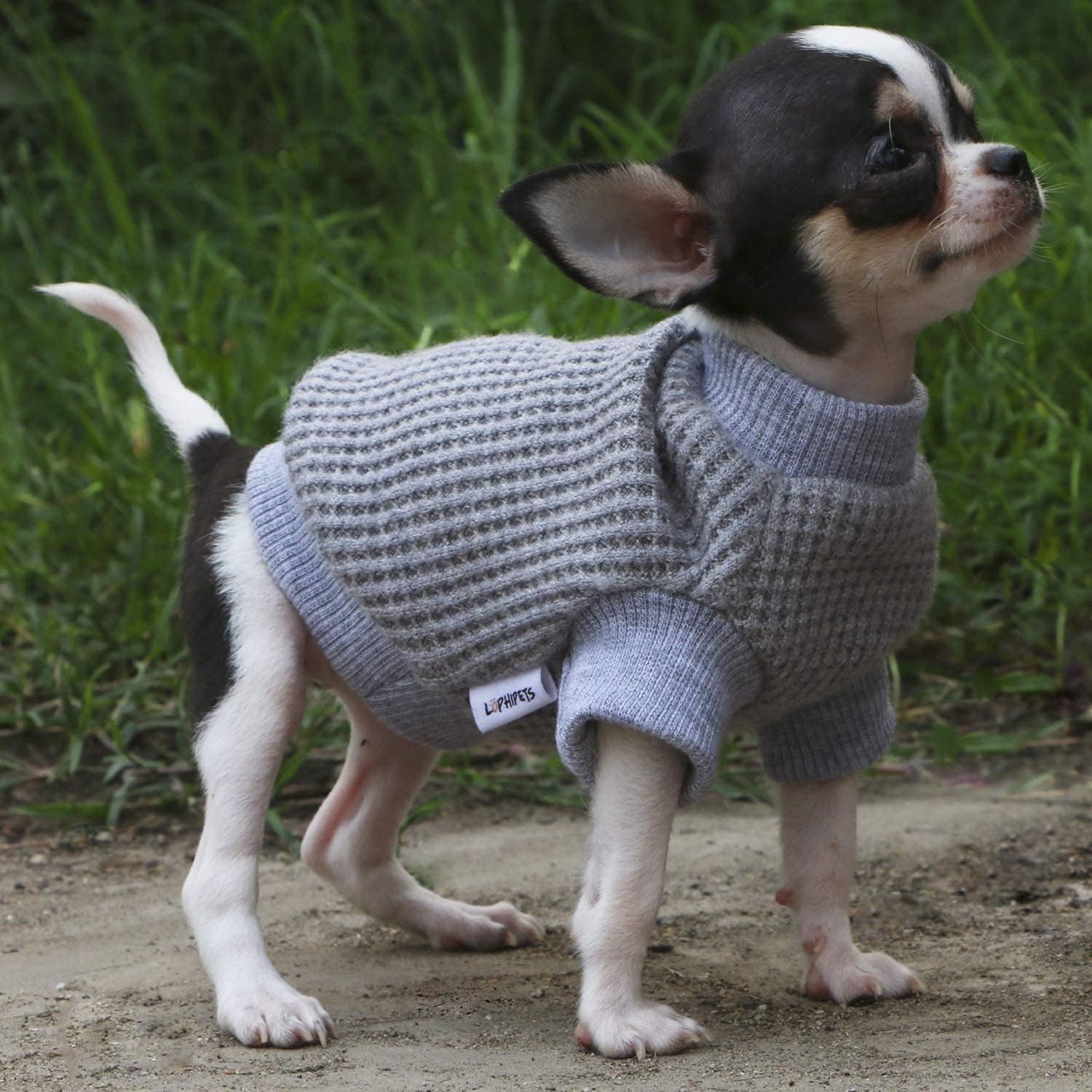 Chihuahua Dog Clothes 5 Most Fashionable And Useful Choices For Your
