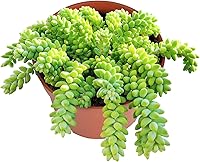 Vista 33 de Suculentas vivas Sedum Adolphi 'Firestorm' (10 cm), plantas suculentas totalmente enraizadas en macetas con tierra, planta de interior de fácil