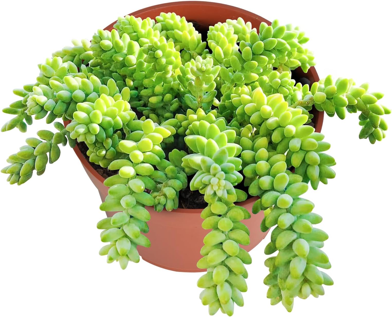 Donkey Tail Live Succulent Plant (4-inch), Burro’s Tail, Fully Rooted Trailing Houseplant for Hanging Baskets, Low Maintenance Home & Office Decor, Ideal Gift for Plant Lovers