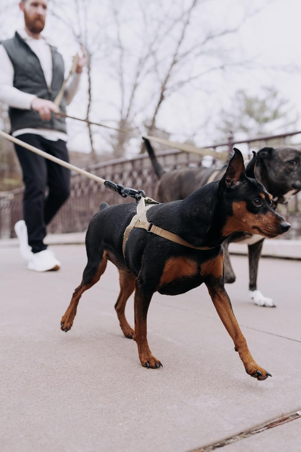 Magnetic Quick Clip: Easy Fit Harness w/Flat Leash,Black,Medium