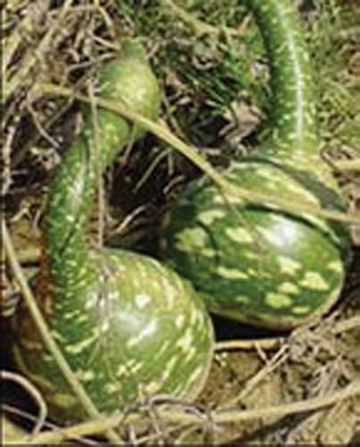 Miniatura 5 de Semillas de calabaza de cisne moteadas, paquete de 25 semillas, producto estadounidense. Embalado por JACOBS LADDER ENT. (25)