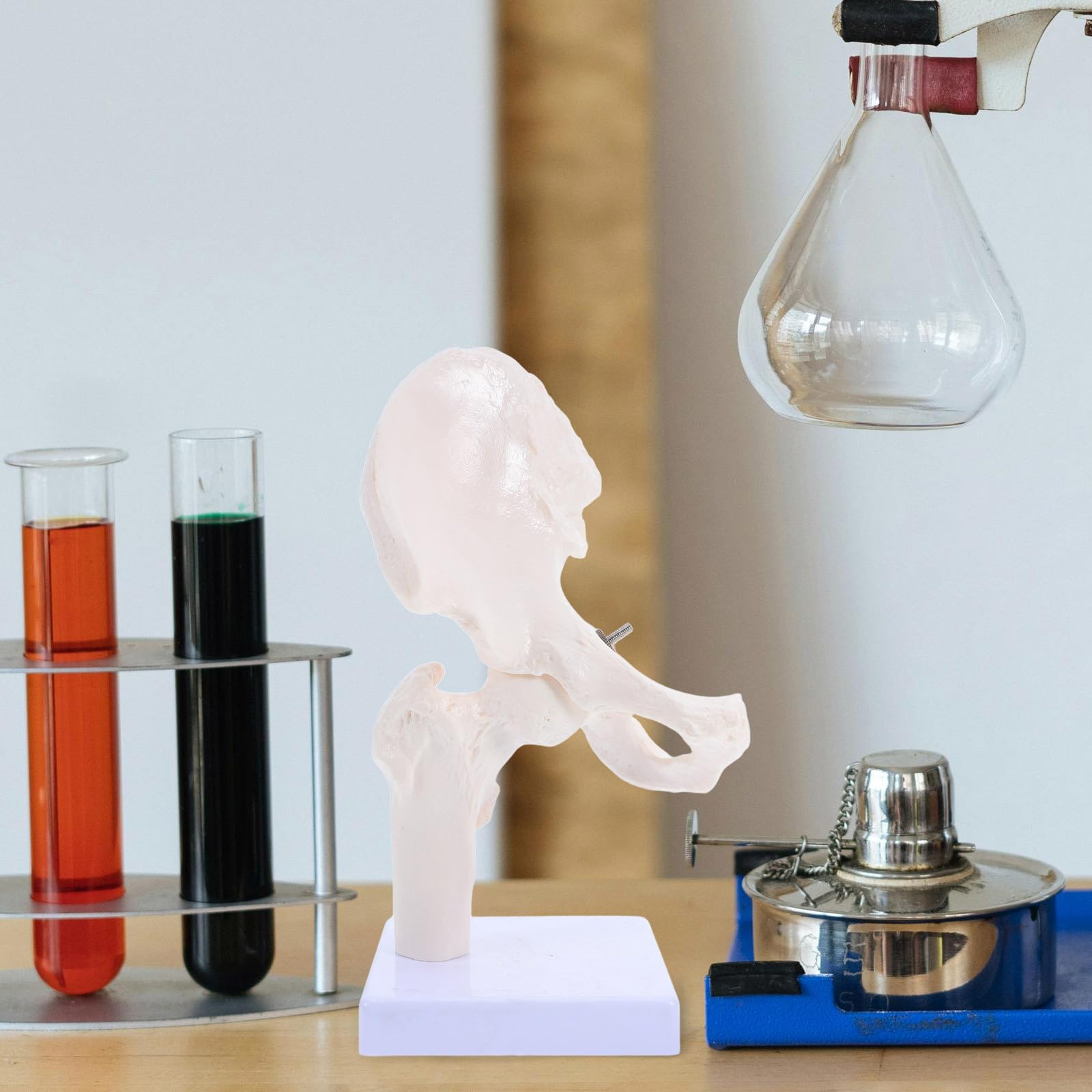 Modelo Anatómico de Esqueleto Humano de Cadera, Modelo de Anatomía para Estudiar, Herramienta Educativa Partes Desmontables para Enseñanza en Escuelas y Laboratorios, Material