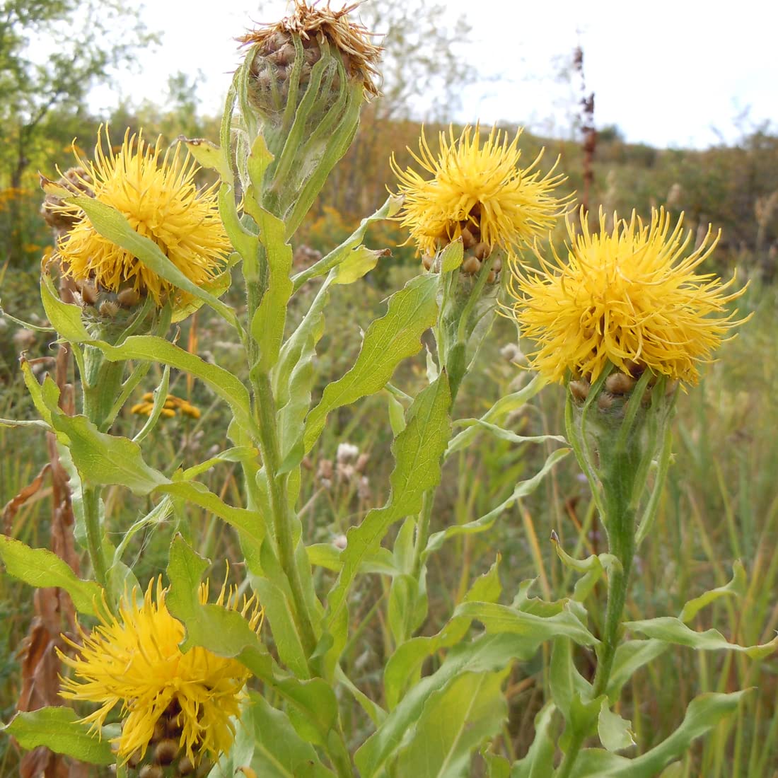 6 x Centaurée à grosses têtes' - Centaurea Macrocephala - Godet 9x9cm - Grandes fleurs jaunes, robuste