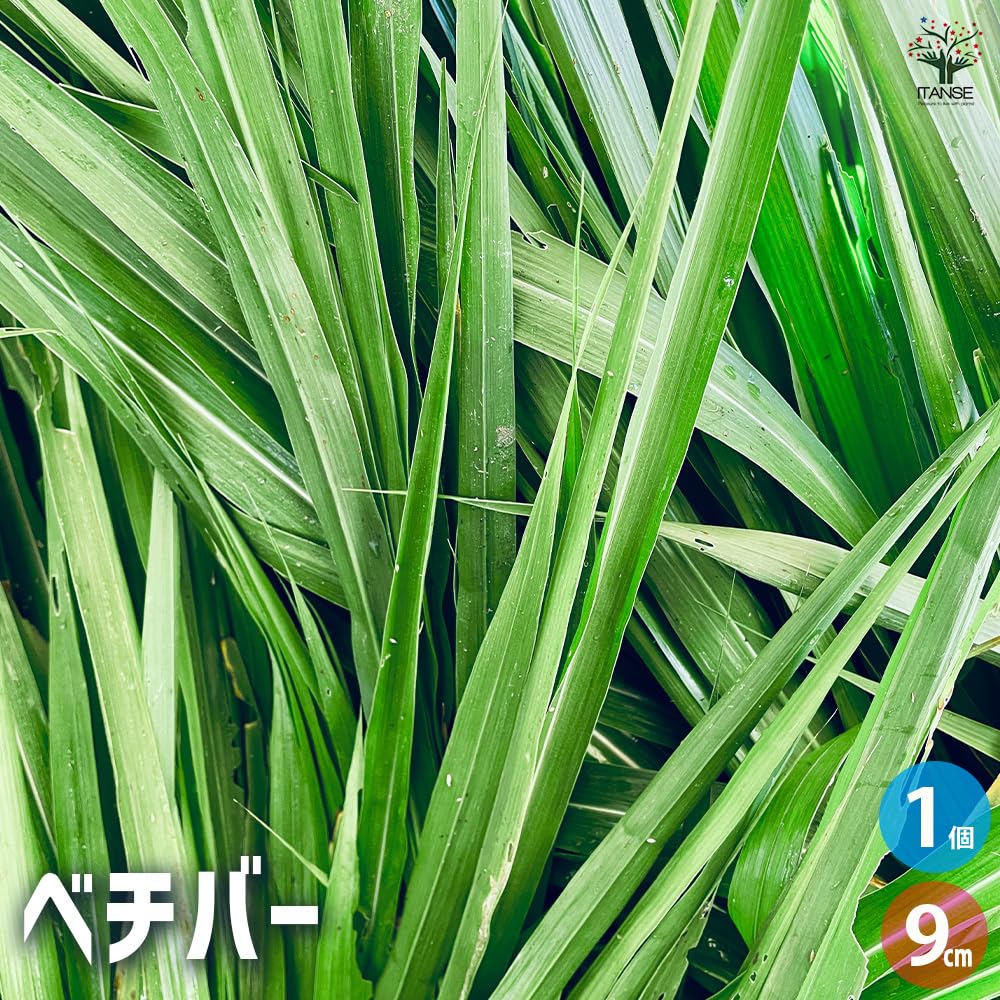Amazon.co.jp: ITANSE ベチバー 9cmポット 1個売り【品種で