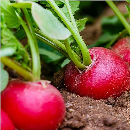 Miniatura 3 de Everwilde Farms - Semillas de rábano orgánico Champion de 1 onza - Paquete Gold Vault
