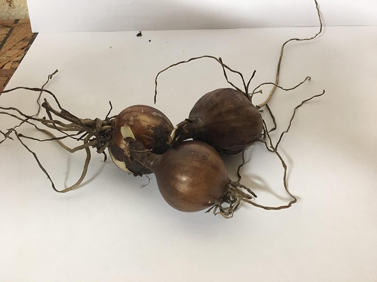 3 Bareroot Pink Spider Lily/Surprise Lily/Naked Lady Lily/Resurrection Lily/