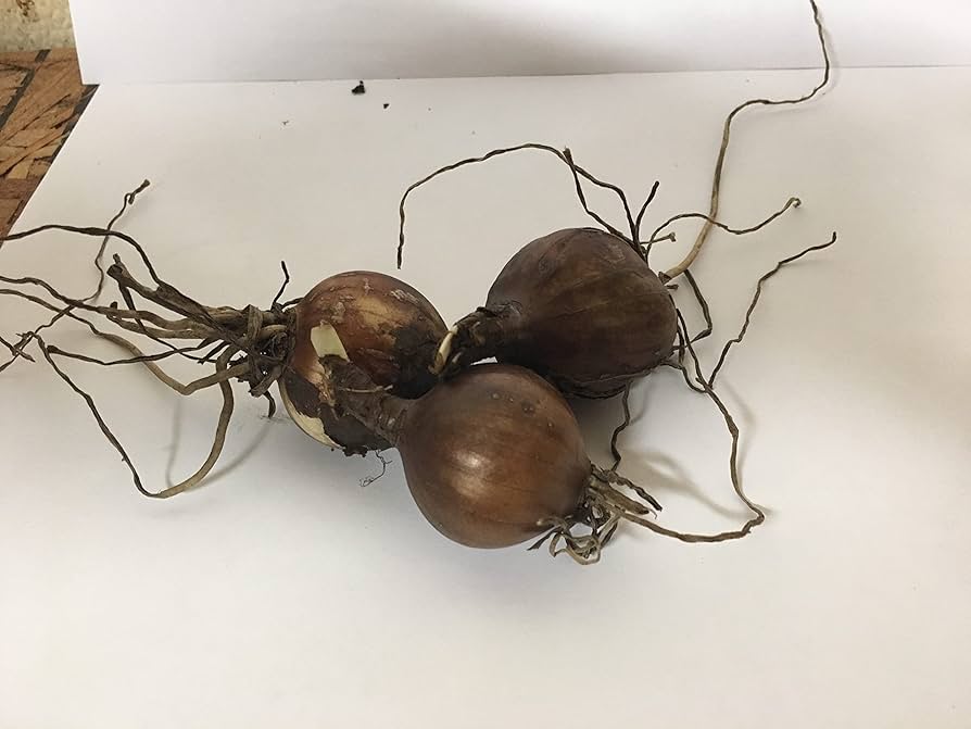 3 Bareroot Pink Spider Lily/ Surprise Lily/ Naked Lady Lily