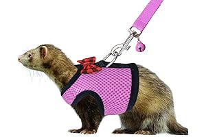 Rypet Harness for Ferrets: Comfort and Control for Curious Critters