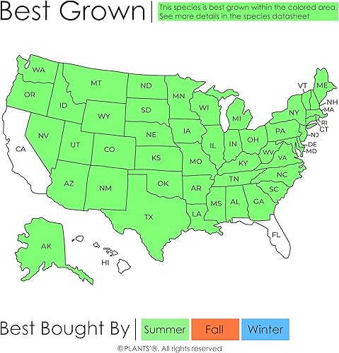 Miniatura 2 de Cerezo Negro Europeo Semillas Premium Prunus padus 'Summer' Plants'® (Premium Seeds, 10)