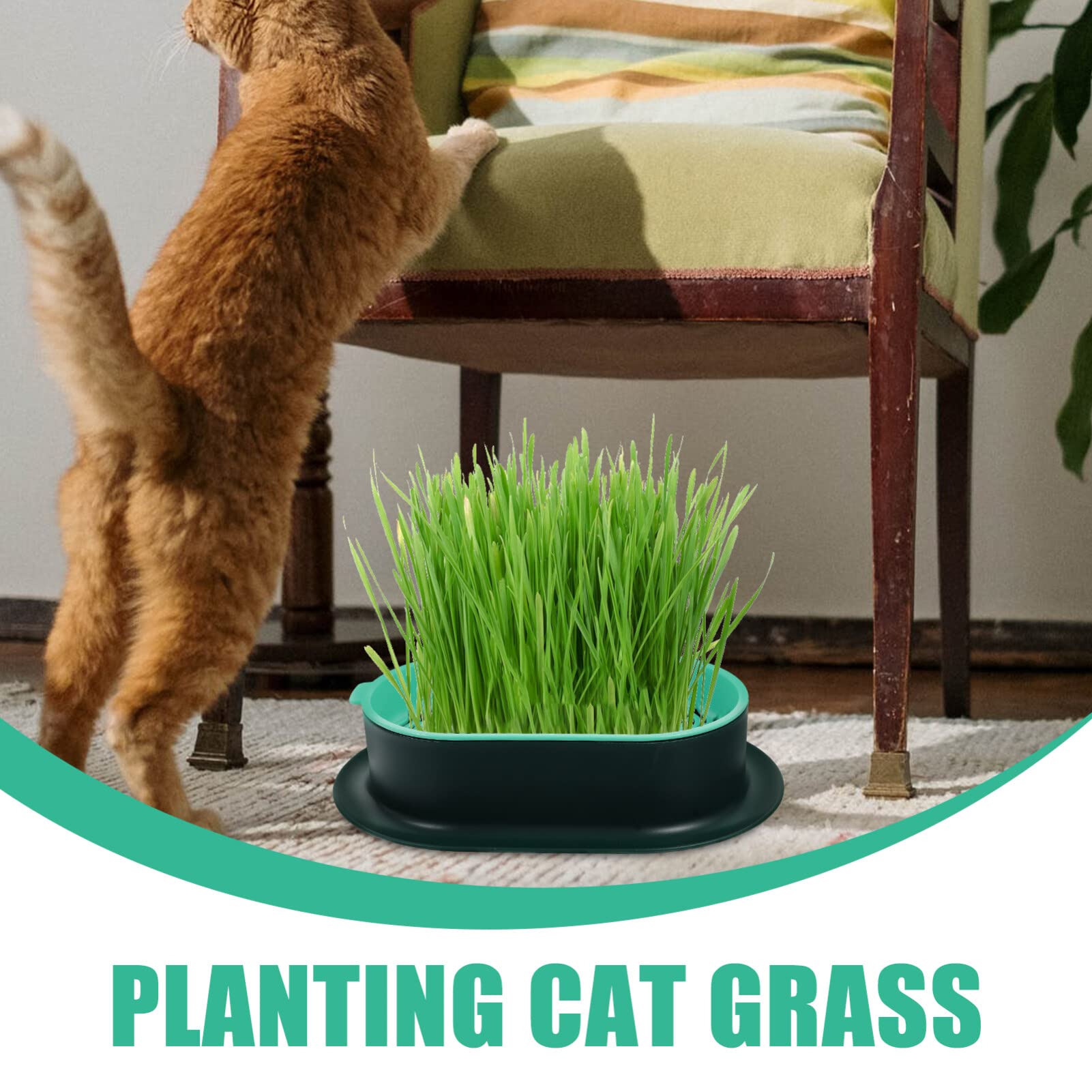 Happyyami 5pezzi Fioriera Per Di Gatto Creativa Da Contenitore Idroponico Leggera e Durevole Vassoio Per Coltivazione Senza Per Interni e Uso Domestico